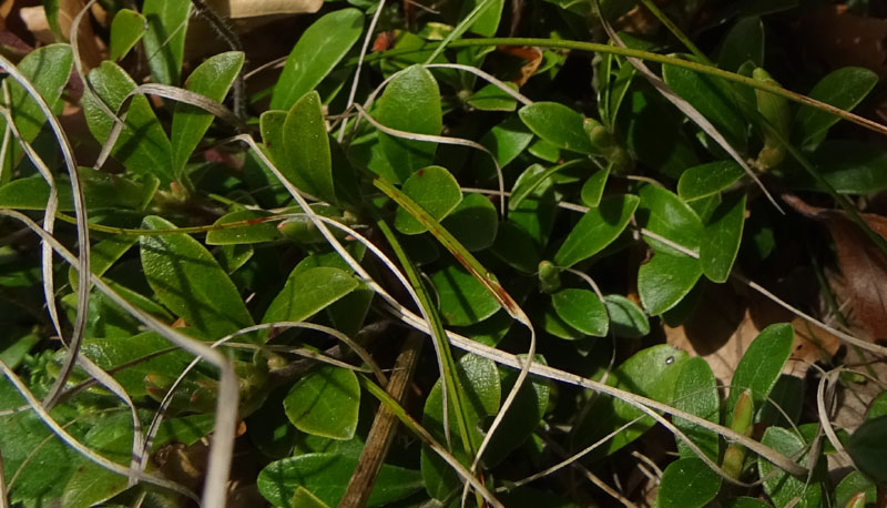 Daphne cneorum - Thymeleaceae